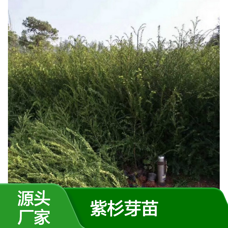 紫杉芽苗基地直供 专业种植 园林优选 成活率高