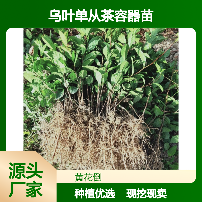现挖现卖乌叶单从茶容器苗 种植收益好荒山农田均可种植