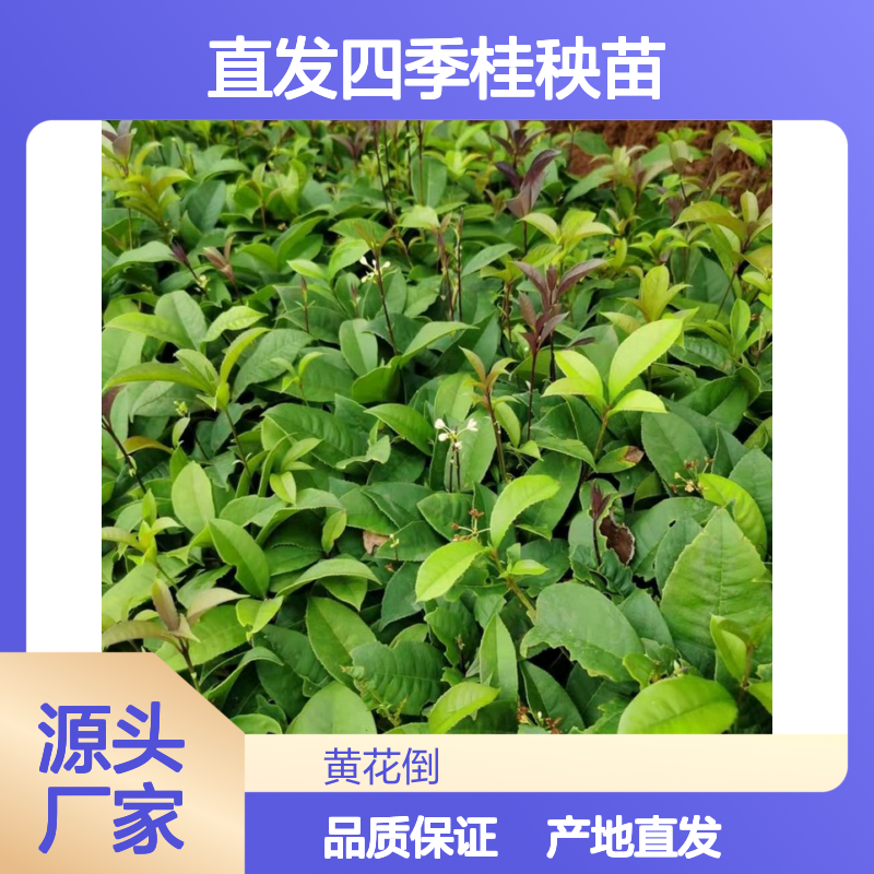 产地直发四季桂秧苗 种植成本低可控 荒山农田均可种植