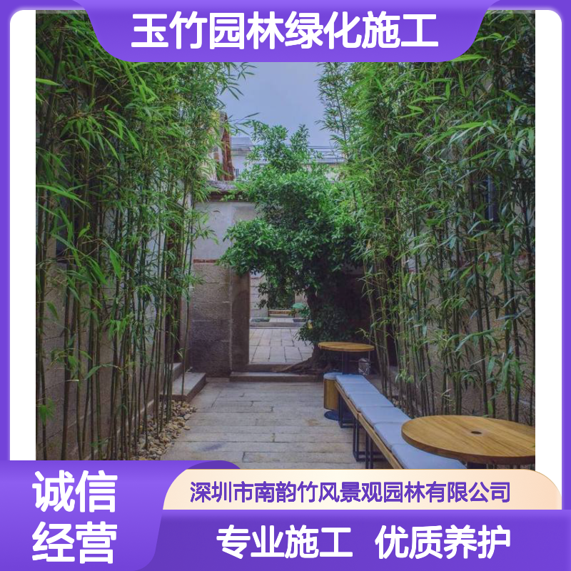 青竹 沙井黄金碧玉竹园林绿化施工养护 南韵竹风