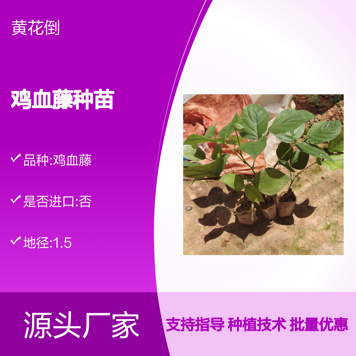 鸡血藤种苗 批发供应 百亩种植园直供 品质优良