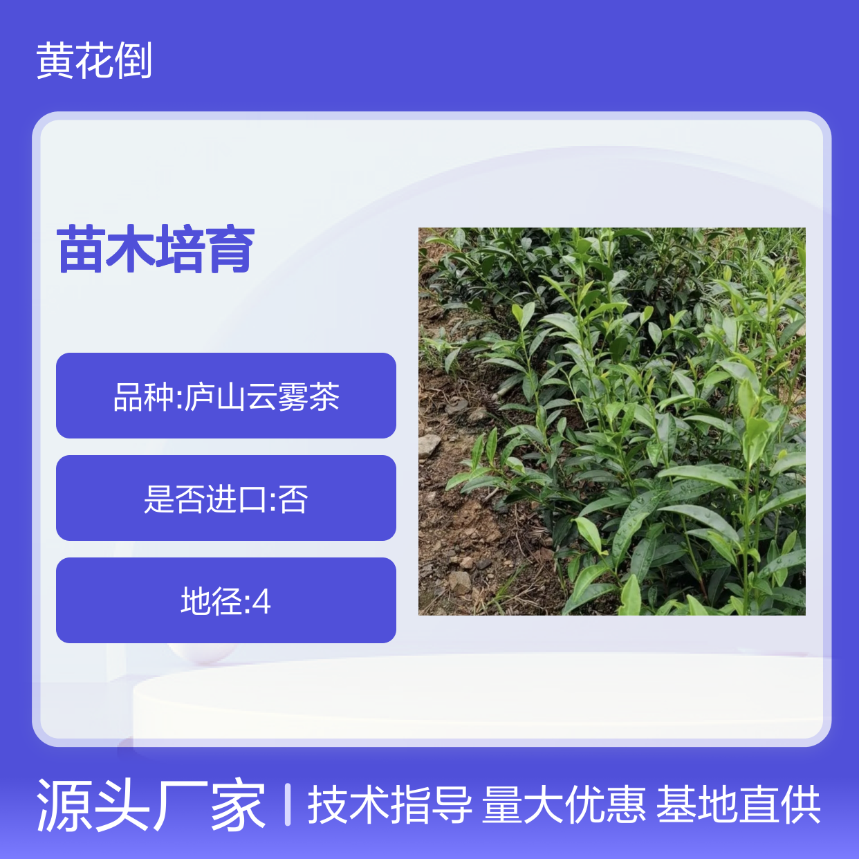 基地批发紫鹃茶小杯苗 全程技术指导十几年苗木培育经验