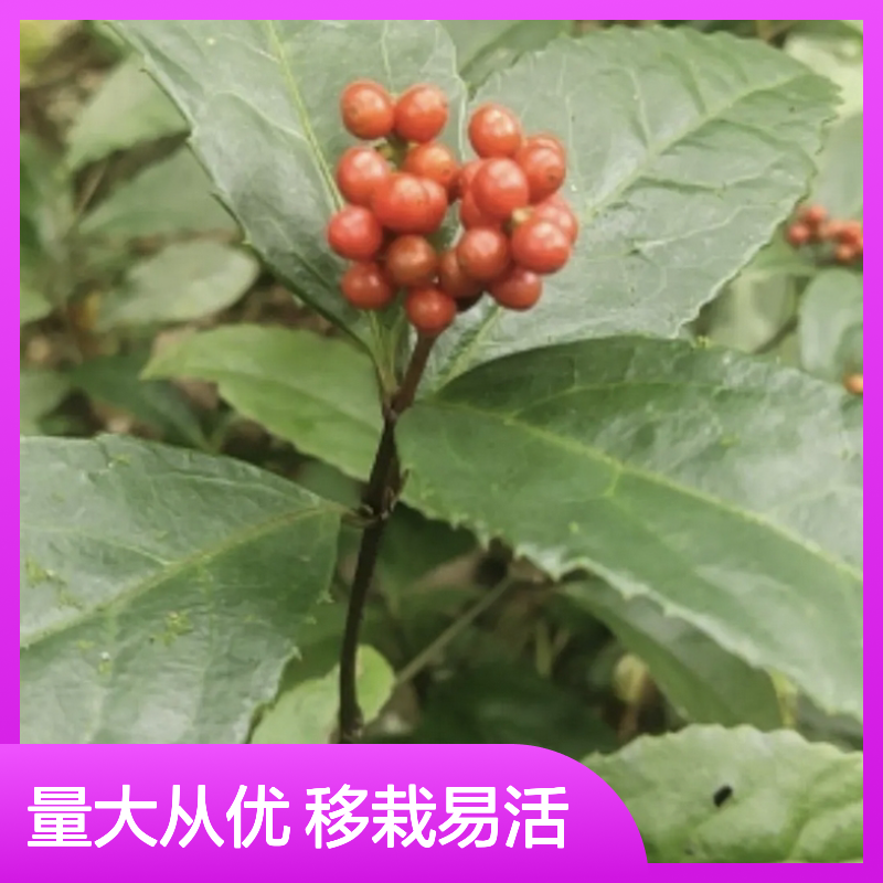 九节兰种苗 批发百亩种植区绿植 适应性强 红珠满树