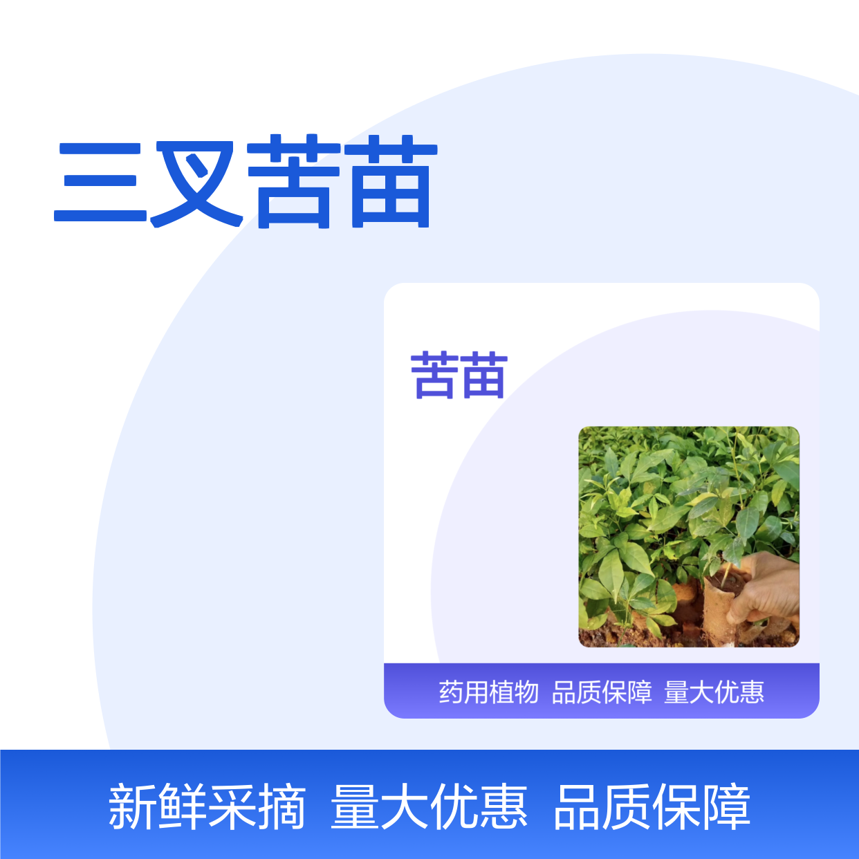 三叉苦苗 南方特色植物 生长旺盛 适应性强 药用价值