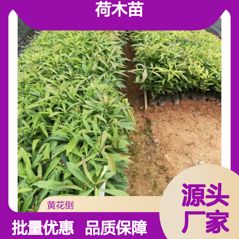 荷木苗大乔木常绿树种 批发供应 防火阻燃 易于培育