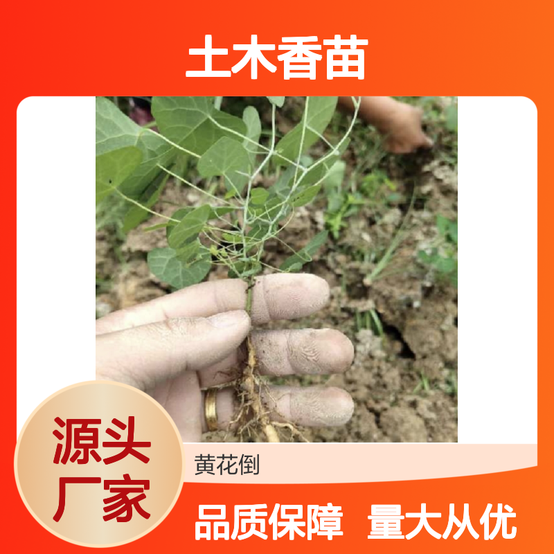 土木香苗 园林常绿灌木 批发供应 繁殖简单 排水良好