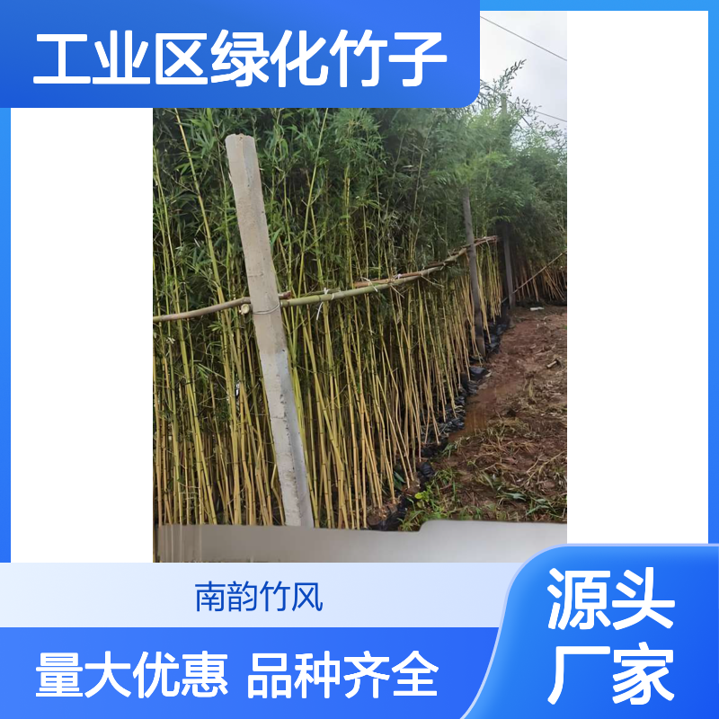 7米刚竹 写字楼大堂工业区绿化竹子 高大园林竹苗种植养护 南韵竹风