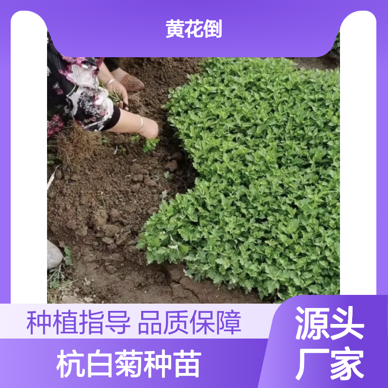 杭白菊种苗 批发供应 催芽处理 药食同源 文化象征