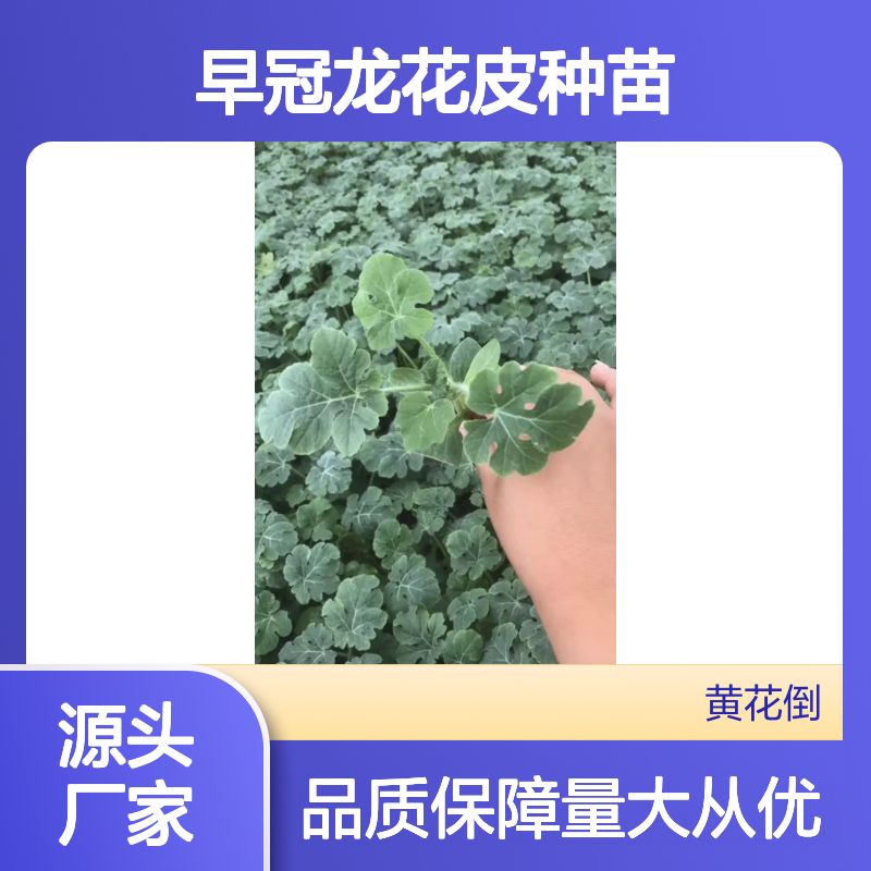 早冠龙花皮种苗 抗病高产西瓜苗 果肉鲜红 汁多爽口