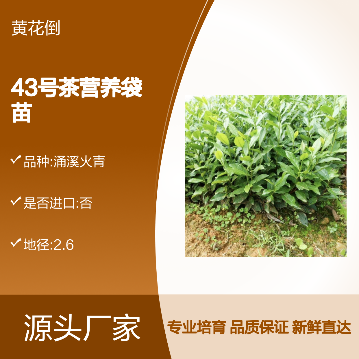 龙井43号茶营养袋苗 现挖现卖保证新鲜 品质优良