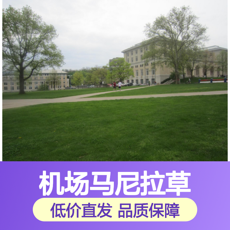 深 圳台湾草批发 机场马尼拉草基地销售 南韵竹风