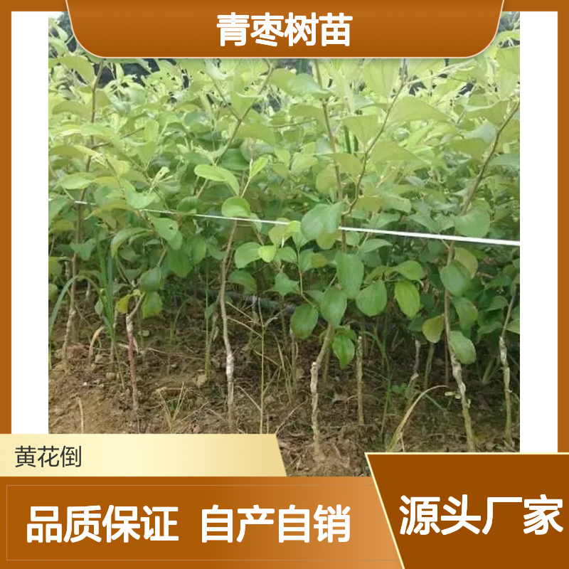自产自销脆密大青枣树苗 苗圃产地直供品质保证种植技术分享