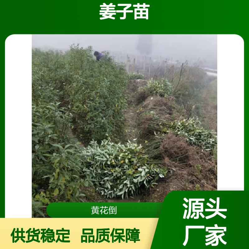 木姜子苗 种植基地直供 批量优惠 适应性强 用途广泛