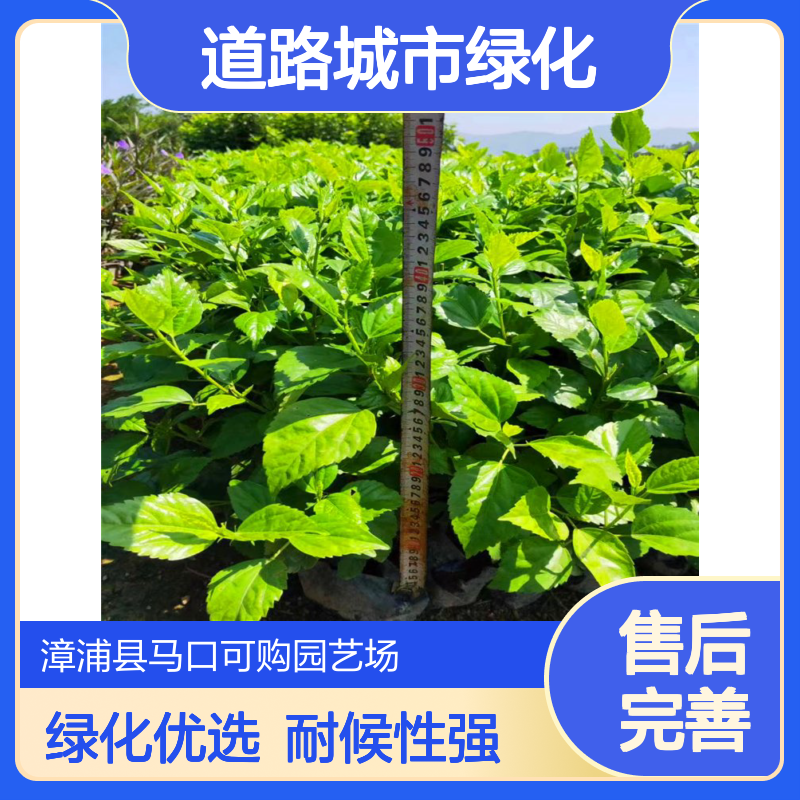 可购青叶扶桑苗 12杯朱瑾袋苗 15cm蓬径常绿观叶 道路城市绿化优选
