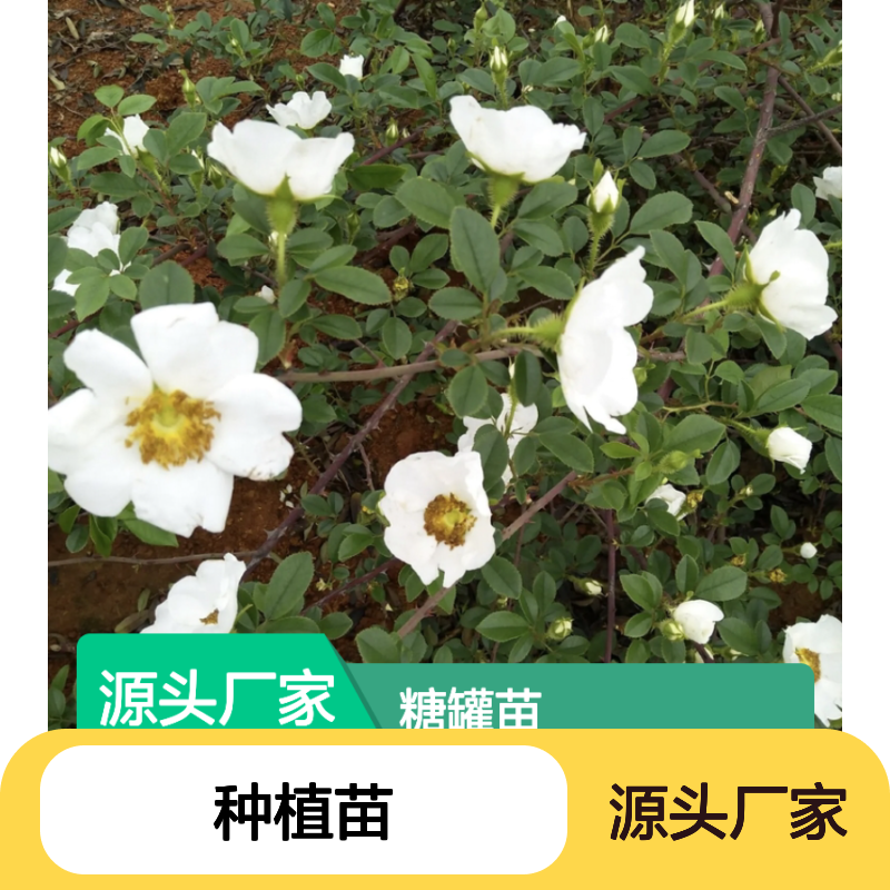 糖罐苗基地直供 优质糖罐种植苗 药用价值 常绿灌木