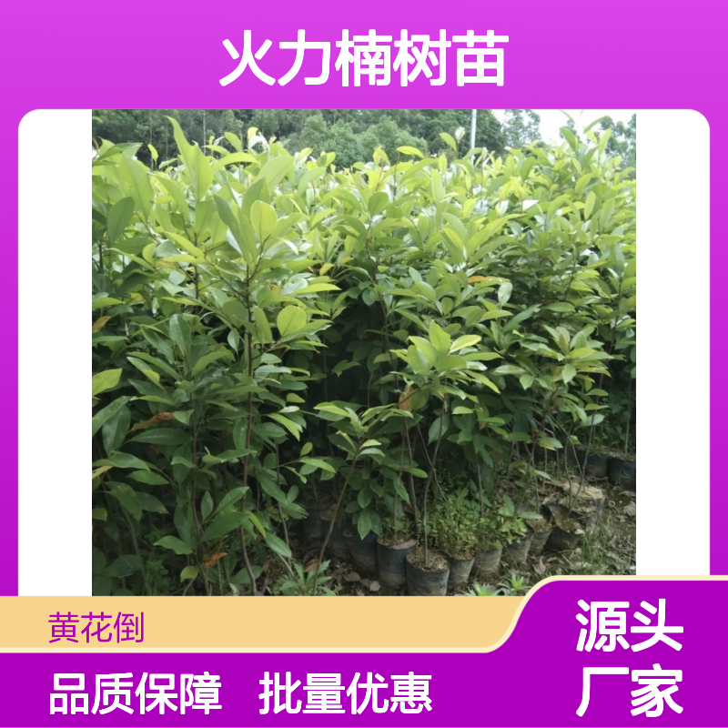 火力楠树苗 园林观花乔木 批发供应 枝叶繁茂 抗能力强