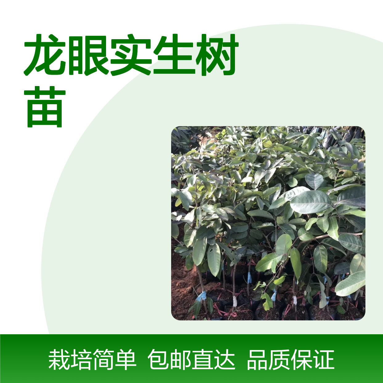 产地批发凤梨穗龙眼实生树苗 购买数量达到要求 全国专线车直达送货