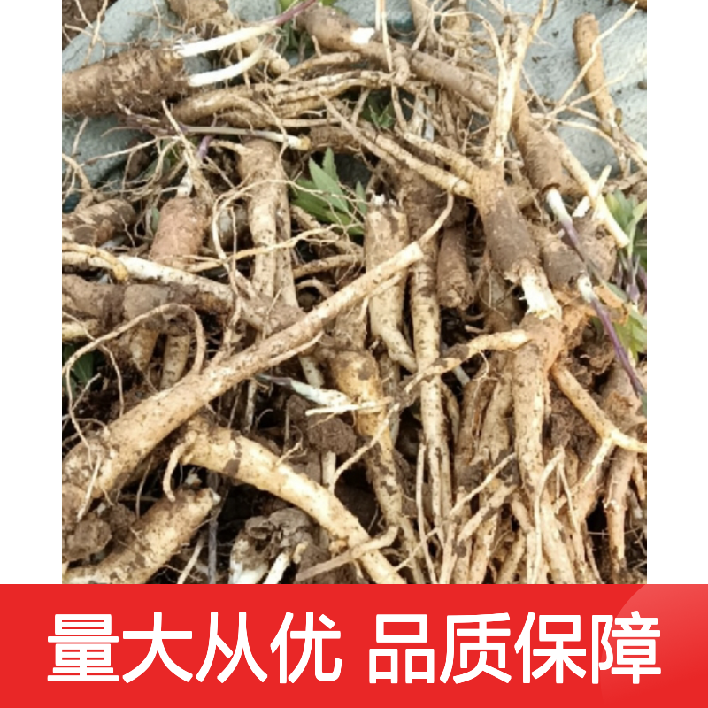 僧帽花常绿灌木 种植基地直供 园林优选品种 专业培育
