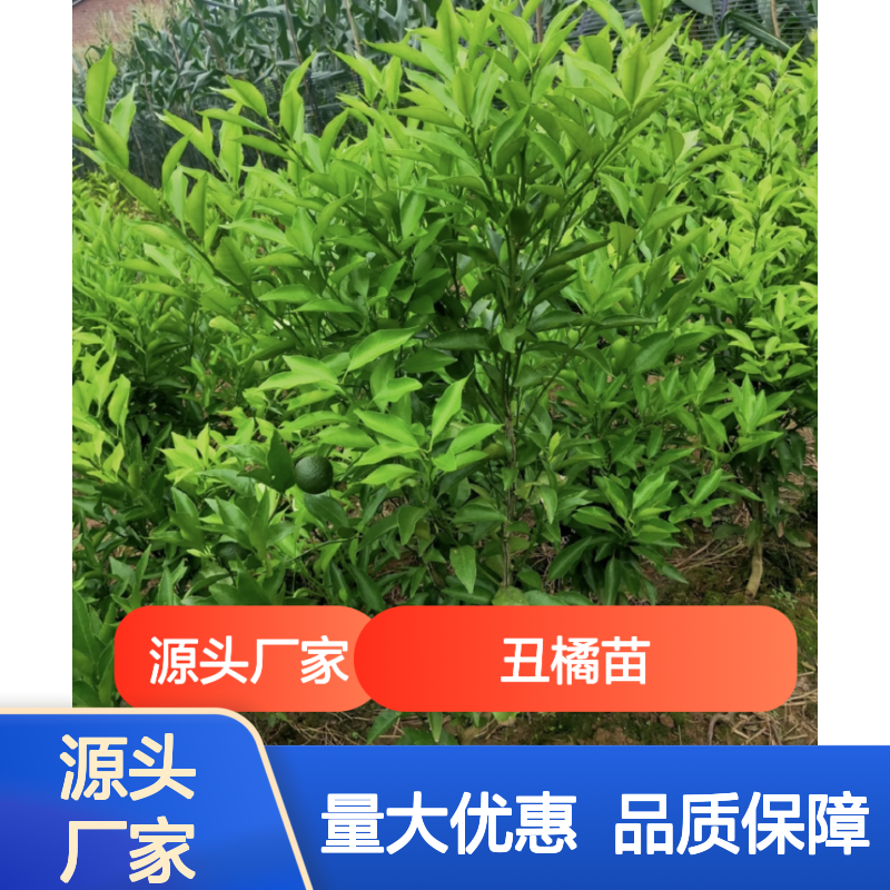 丑橘苗基地直供 果实硕大味清甜 糖度极高 品质保证