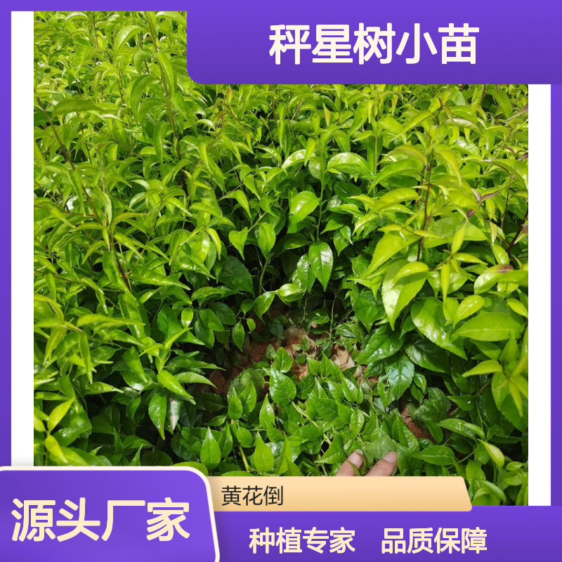 优质秤星树小苗 批发供应 绿色健康 易于成活 广泛分布