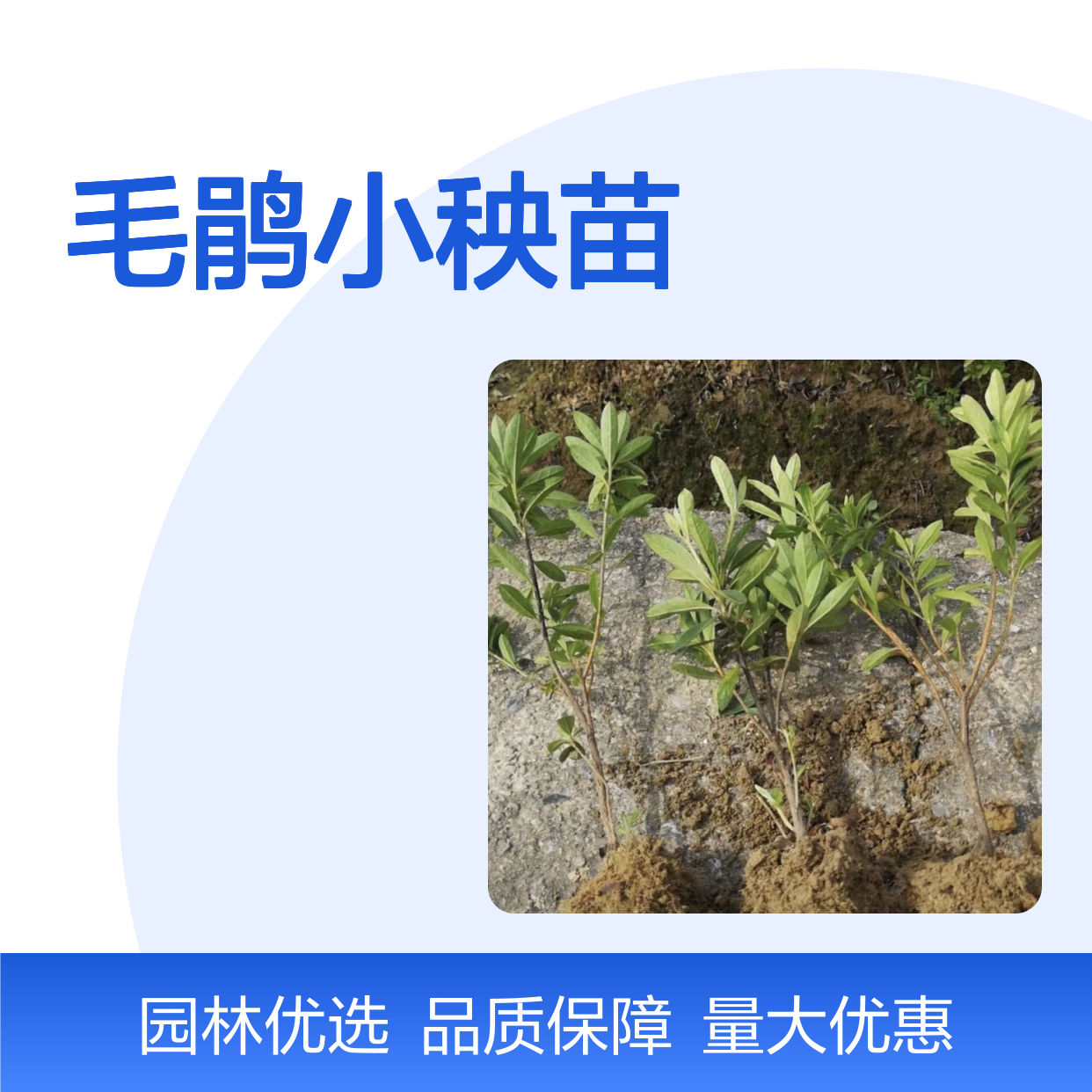 毛鹃小秧苗 锦绣杜鹃半常绿灌木 花多色艳 耐阴性强