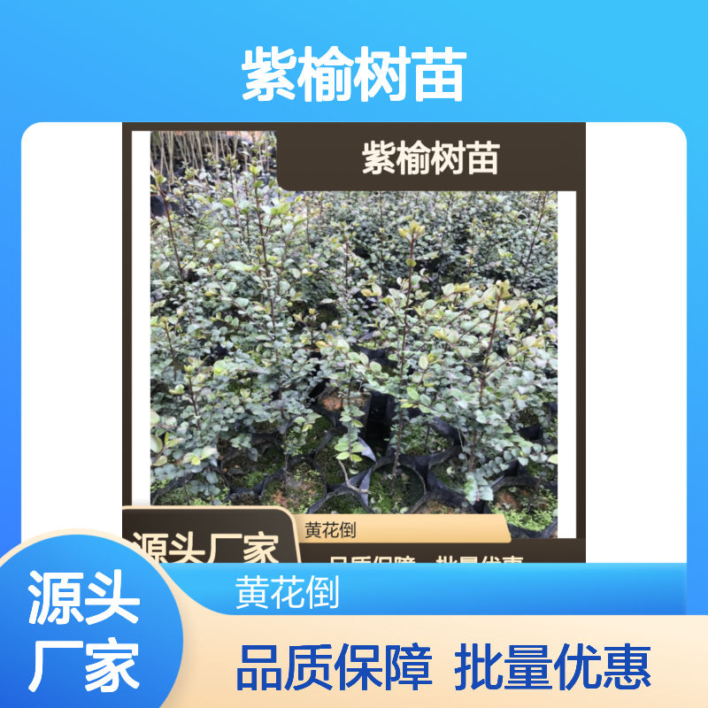 紫榆树苗 喜光耐干 热带优选 抗虫性强 用材高级
