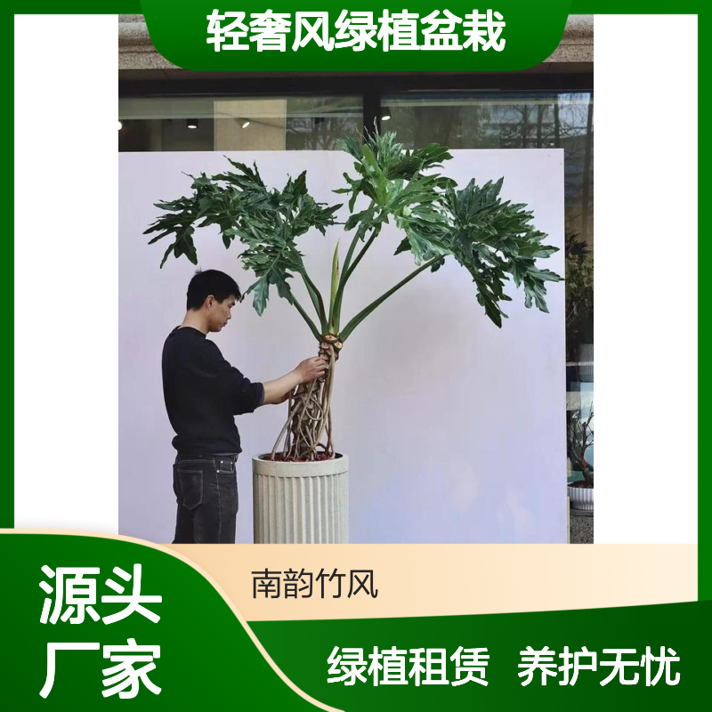 龙鳞春羽 大型网红植物 轻奢风绿植盆栽租赁业务 免费上门养护