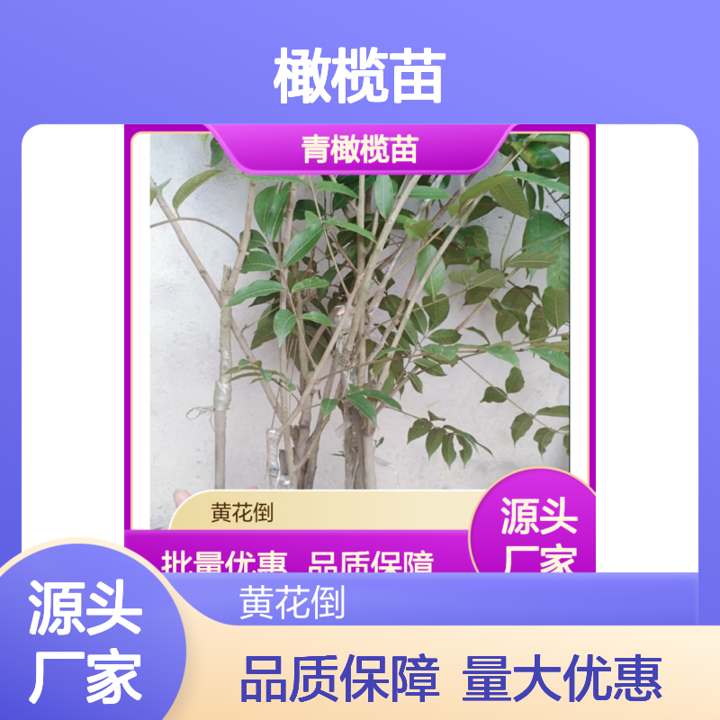 青橄榄苗 百亩种植基地直供 品质优良 生长强劲