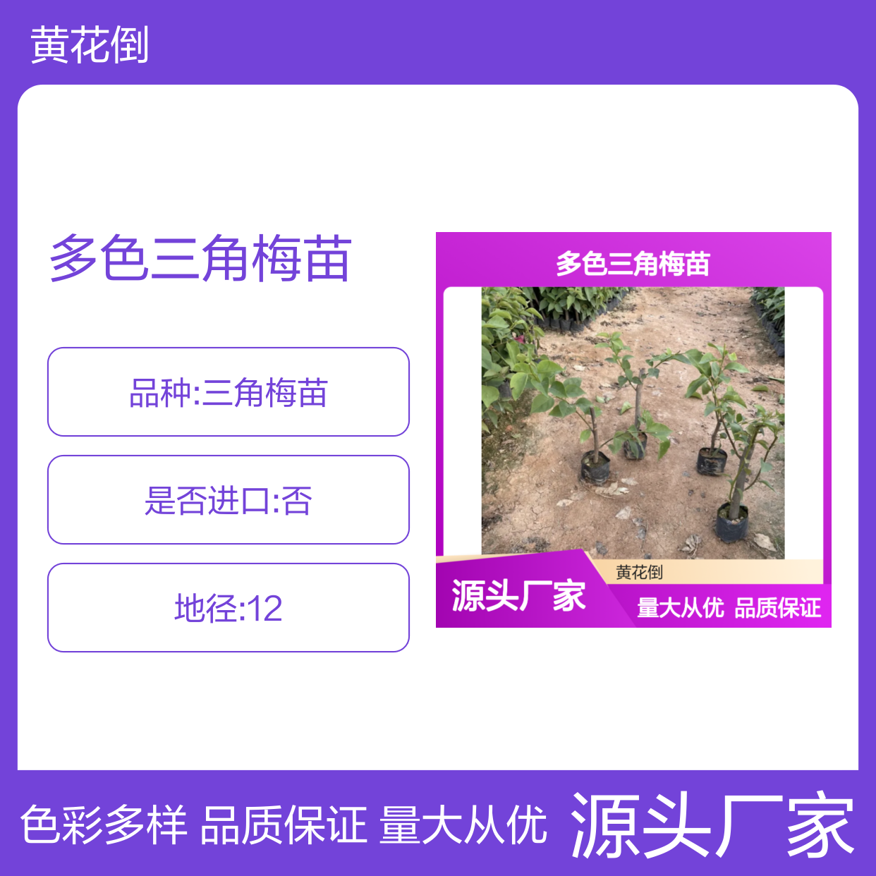 多色三角梅苗 基地直供 批发优选 花开不断 生长迅速