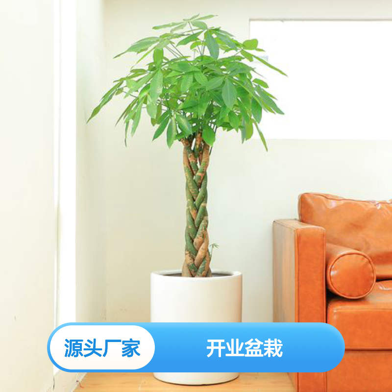 五辫发财树 开业盆栽 聚气好运 风水加持 手工编织