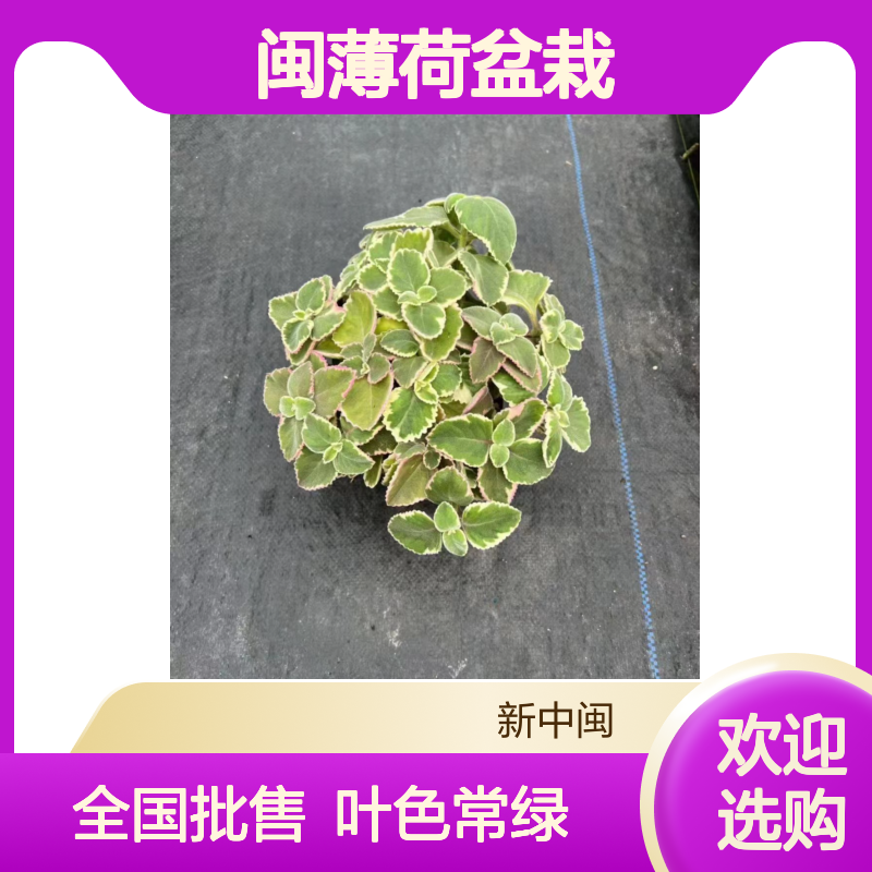 新中闽薄荷盆栽 冠幅15-20高度20-35 漳 州产常绿常色叶 全国批售