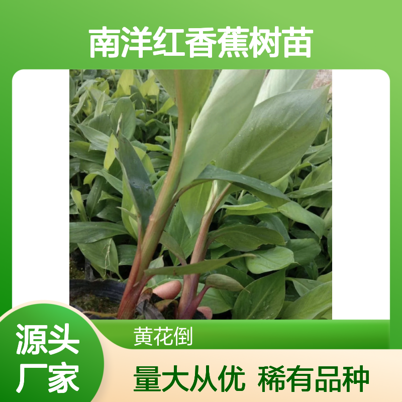 南洋红香蕉树苗 稀有品种批发 肉质细腻 耐储存强