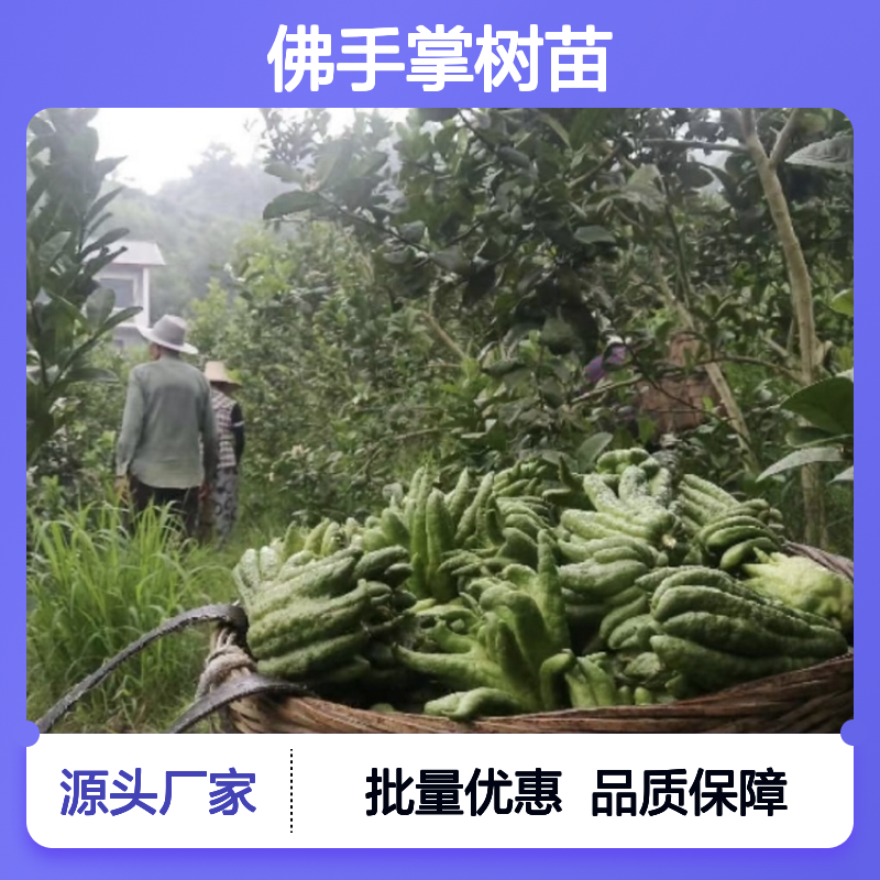 佛手掌树苗 批发供应 果树苗木 爽脆味美 易于栽培