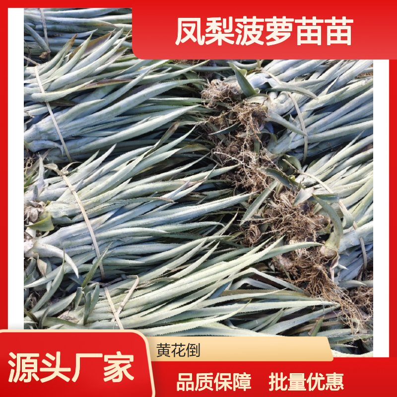 凤梨菠萝苗苗 批发种植 耐阴丰产 果肉爽脆 分株繁殖