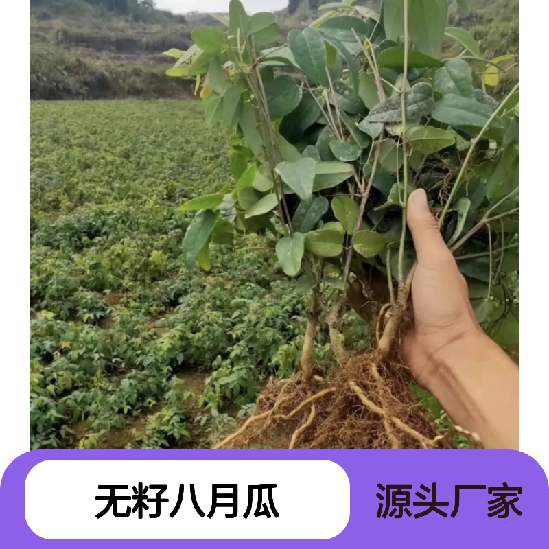 无籽八月瓜 果树苗木 四季常绿 观赏食用 香味持久