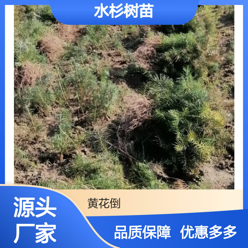水杉树苗 亚热带适种 经济价值高 生长迅速 用途广泛