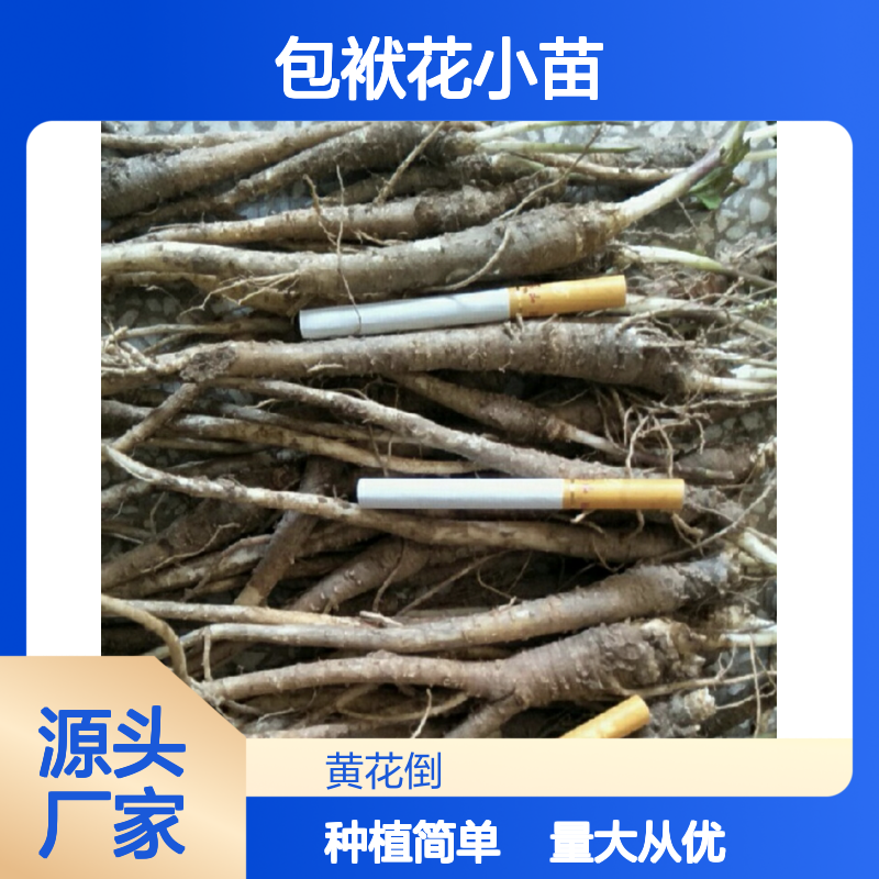 包袱花小苗 园林植物常绿灌木 基地直供 耐寒耐旱