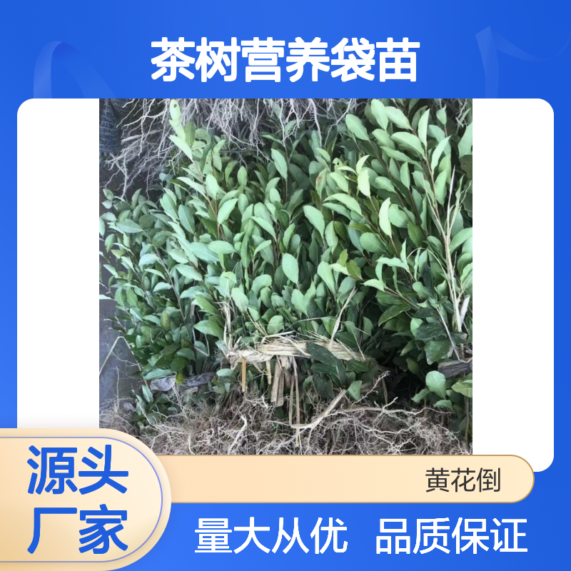 基地批发茶树营养袋苗 多年生根系发达成活高规格齐全