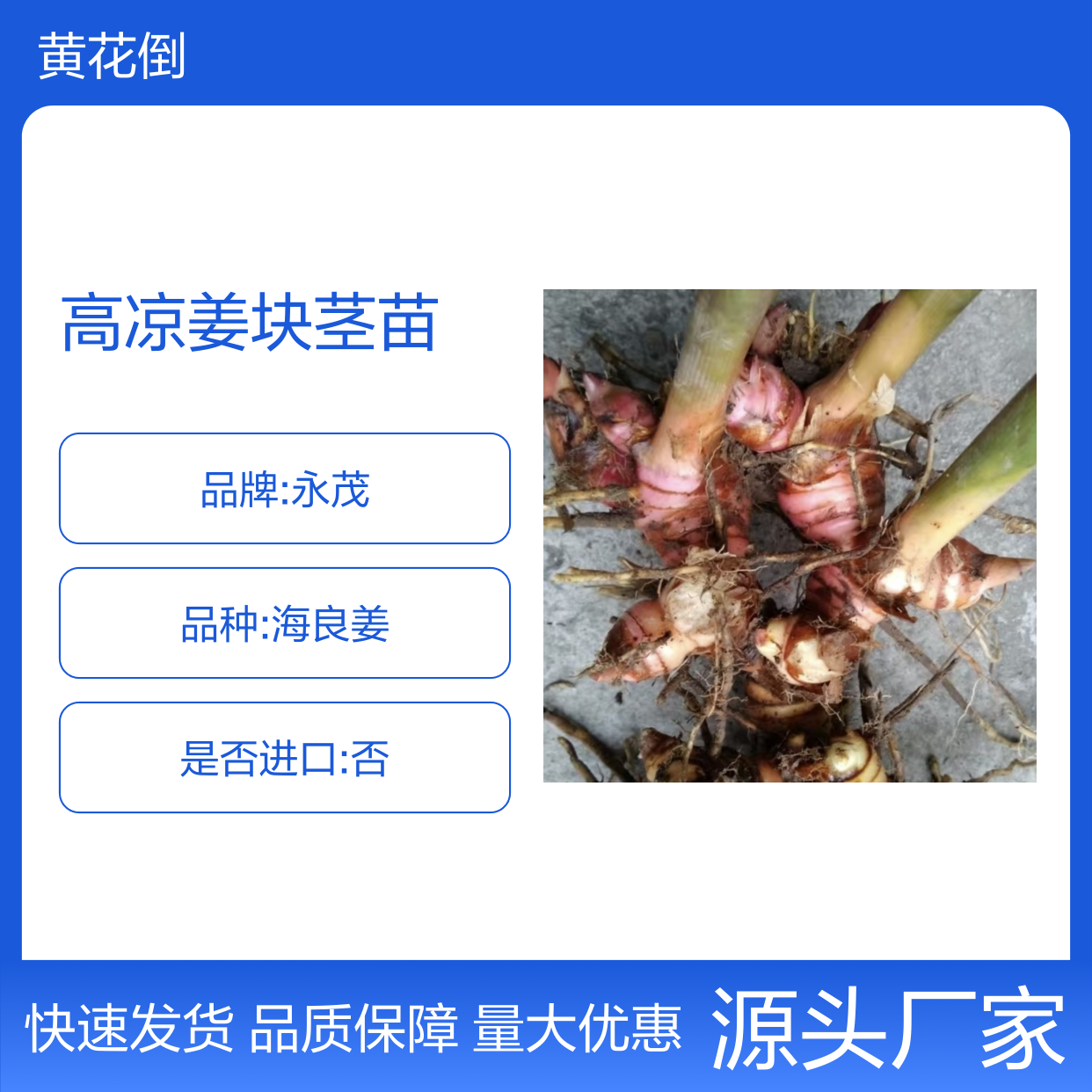 新鲜高凉姜块茎苗 苗木合作社直供 专业培育 快速发货