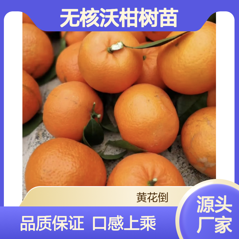 096无核沃柑树苗 挂果强采收长 汁多味甜 营养丰富