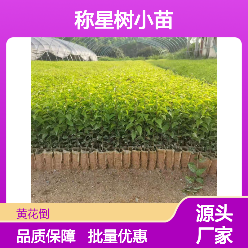 称星树小苗 百亩产区直供 品质优良 生长旺盛 适应性强