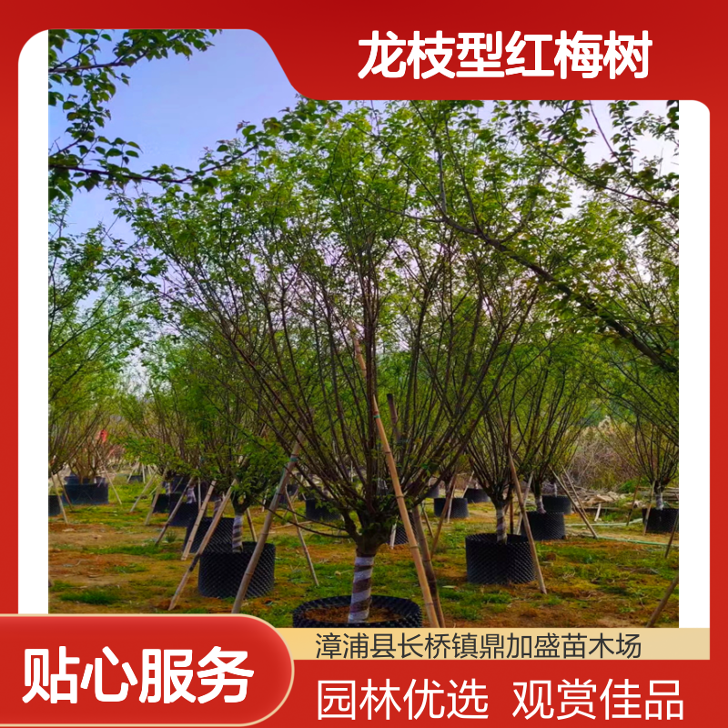 鼎加盛龙枝型红梅树 18公分米径20 冠幅90 庭园绿植观花佳品