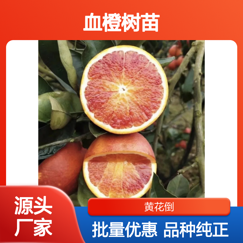 血橙树苗批发 甜橙品种 果肉细嫩 香气浓郁 管理简单