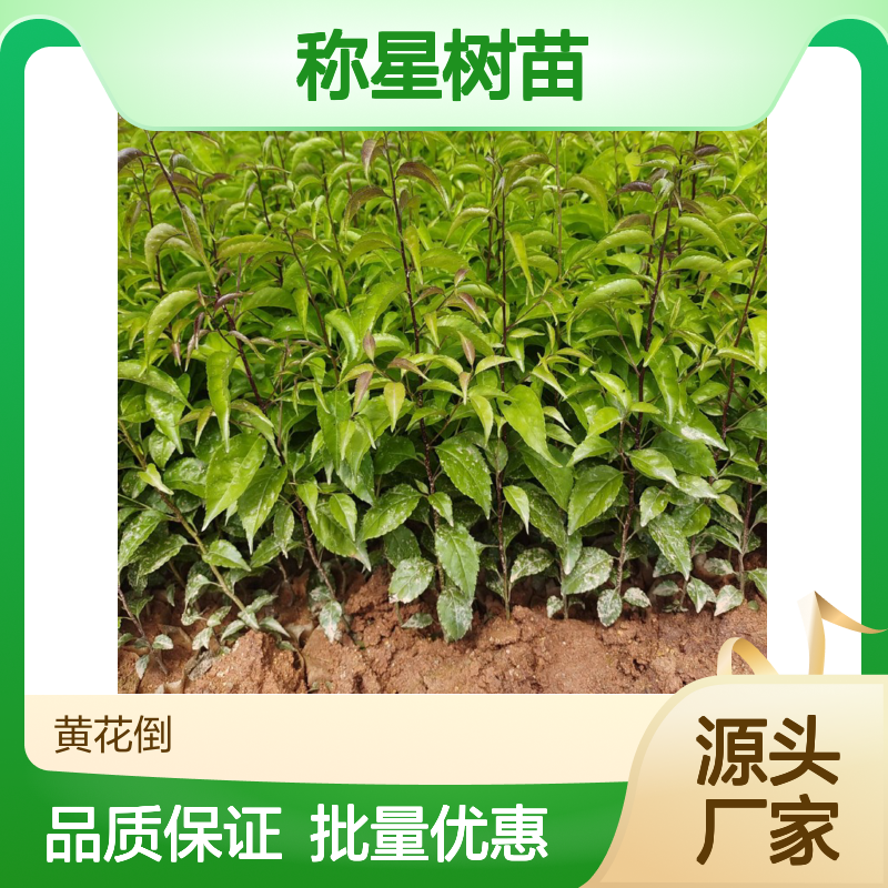 称星树苗 百亩种植园直供 自然生长 药用价值 广泛分布
