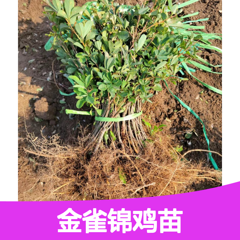 供应金雀锦鸡苗 全程技术指导 十几年苗木培育经验