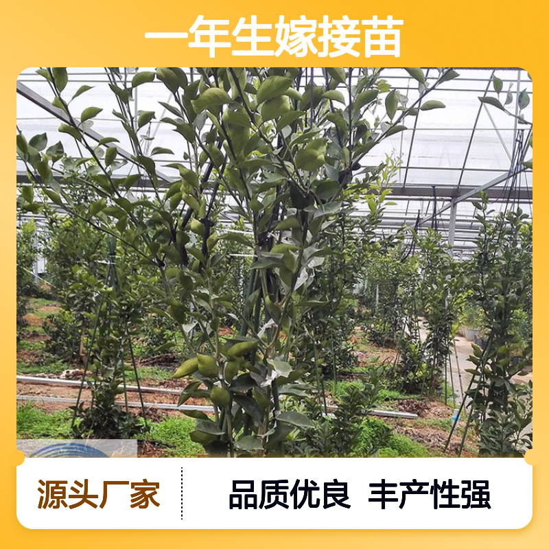 正宗明日见柑橘苗 一年生嫁接苗 柑橘新品种 苗圃基地直发