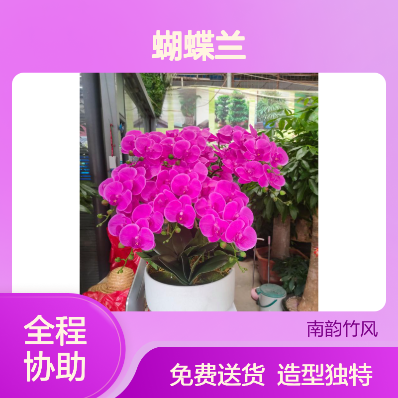 深 圳蝴蝶兰批发 基地种植 造型独特 免费送货 团购更优惠
