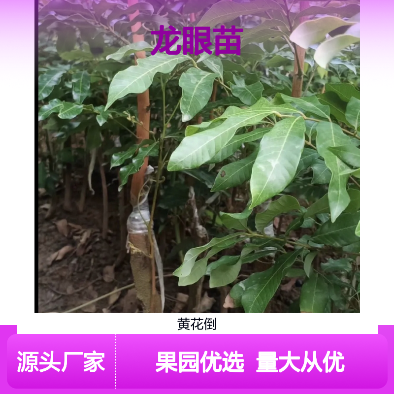 石硖龙眼苗 种植基地直供 果园优选 品质保证 适应性强