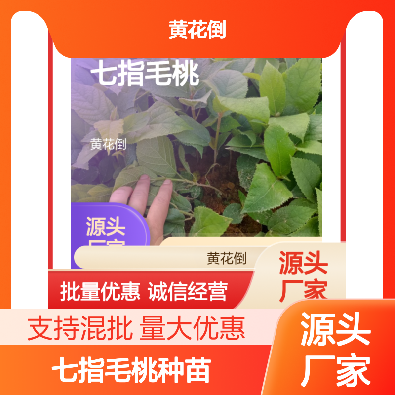 七指毛桃种苗 园林优选品种 药用植物 生长旺盛易成活