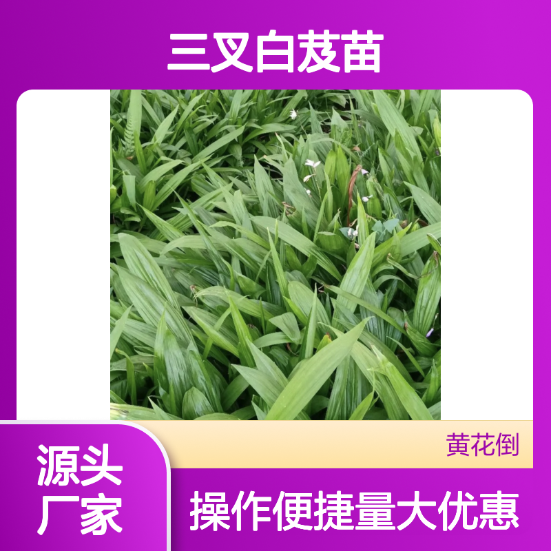三叉白芨苗 批发种植园直供 易于养护 药用价值高